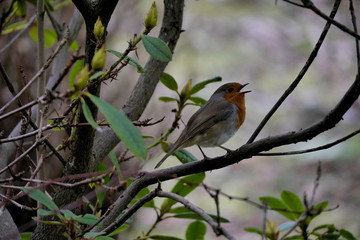 A Robin singing in a bush/