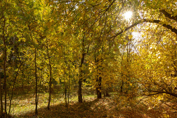 The sun shines through the autumn yellow foliage