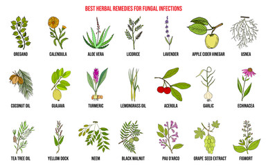 Best herbal remedies for fungal infections