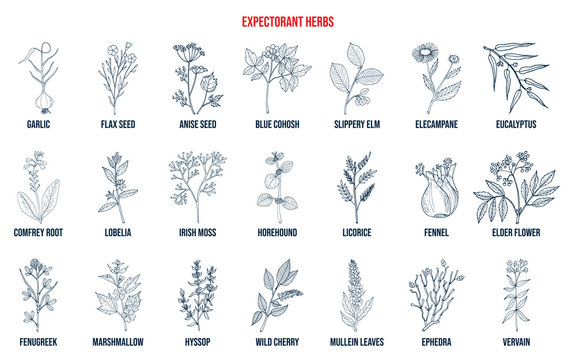Best medicinal expectorant herbs
