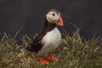 bird puffin 5on the Faroe Islands, Mykines