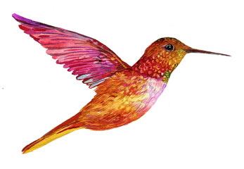 Hummingbird with watercolors .Illustration on isolated white background