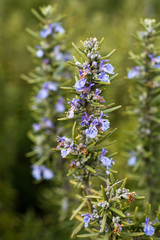 Obraz premium Field of beautiful Rosemary in full bloom.