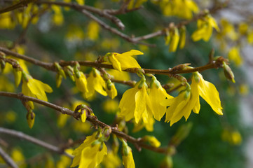 Border forsythia is an ornamental deciduous shrub of garden origin.Forsythia flowers in front of with green grass and blue sky. Golden Bell, Border Forsythia.