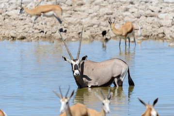 Wild oryx antelope in the African savannah