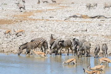 Fototapeta na wymiar Wild african animals -gnu, kudu, orix, springbok, zebras drinking water in waterhole