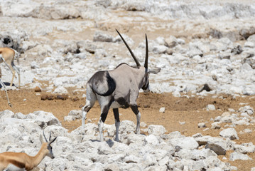 Wild oryx antelope in the African savannah