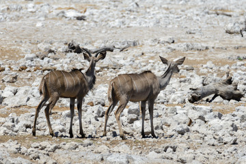 Wild oryx antelope in the African savannah