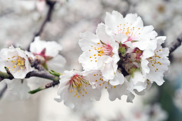 Blossoming almond tree branches, the background blurred.