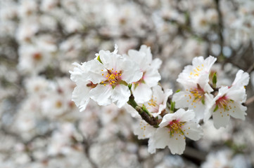 Obraz premium Blossoming almond tree branches, the background blurred.