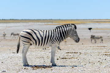 Wild zebra walking in the African savanna close up