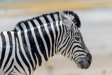 Obraz na płótnie Canvas Zebra's head close up