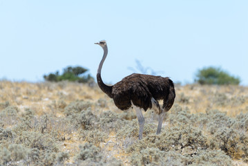 Naklejka premium Wild ostrich walking in the African savannah
