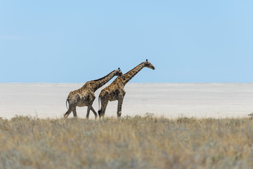 Obraz na płótnie Canvas Giraffe walking in the African savanna