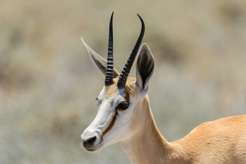 Naklejka na ściany i meble Wild springbok antelope portrait in the African savanna close up