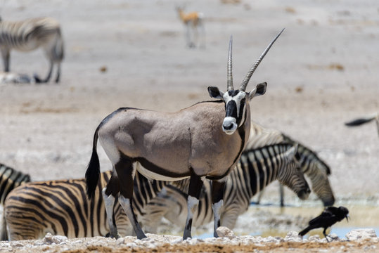 Wild oryx antelope in the African savannah