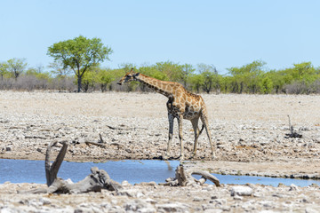 Naklejka na ściany i meble Giraffe drinking water on waterhole in the African savanna
