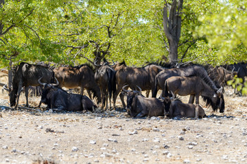Wild gnu herd beneath tree in the African savanna