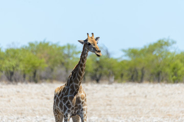 Giraffe on waterhole in the African savanna