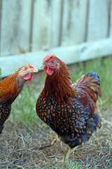 two roosters looking humorous as one seems to photobomb the other