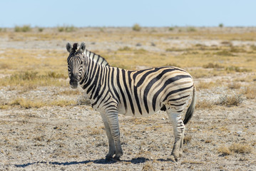 Wild zebra walking in the African savanna