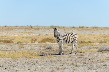 Fototapeta na wymiar Wild zebra walking in the African savanna