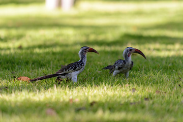Yellow-billed Toko on the grass
