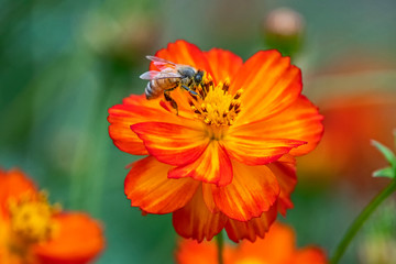 Bee hover over red and orange zinnia