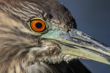 Night-Heron Eye