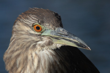 Night Heron Juvenile 3/4