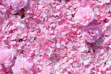 Fototapeta premium Pink Carnation Flowers Beautiful