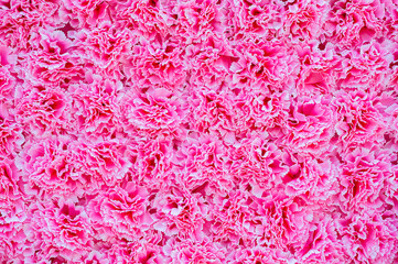 Pink Carnation Flowers Beautiful