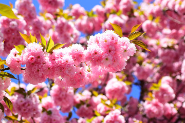Spring flowers background. Cherry blossom. Sacura cherry-tree. Blossom tree over nature background.
