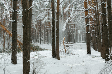 winter forest after a storm (hurricane, snowfall), fallen trees, broken branches