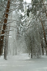 winter forest after a storm (hurricane, snowfall), fallen trees, broken branches