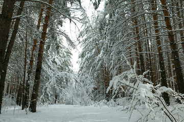 winter forest after a storm (hurricane, snowfall), fallen trees, broken branches