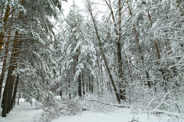 winter forest after a storm (hurricane, snowfall), fallen trees, broken branches