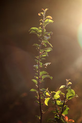 Sun rays coming through foliage at sunset time
