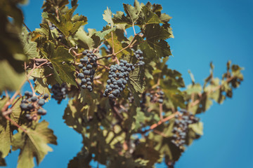 Ripe blue grape growing on bushes, close up view