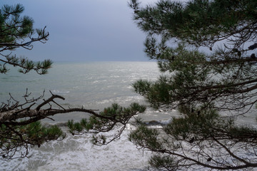 Sea waves and pines