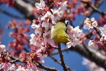 得意のポーズ～A good pose.