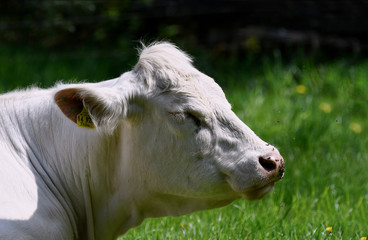 Weißes Rind