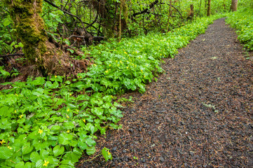 Spring wildflowers along the Discovery Trail, Oregon,