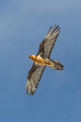 adult bearded vulture (gypaetus barbatus), blue sky, spread wings