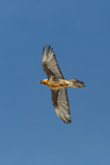 adult bearded vulture (gypaetus barbatus) in flight, blue sky, spread wings