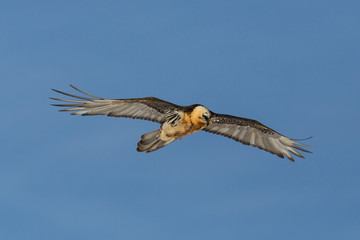front view flying adult bearded vulture (gypaetus barbatus), blue sky, spread wings