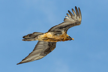 close-up flying bearded vulture (gypaetus barbatus), blue sky, spread wings