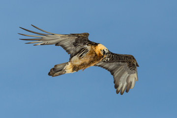 portrait flying adult bearded vulture (gypaetus barbatus), blue sky, spread wings