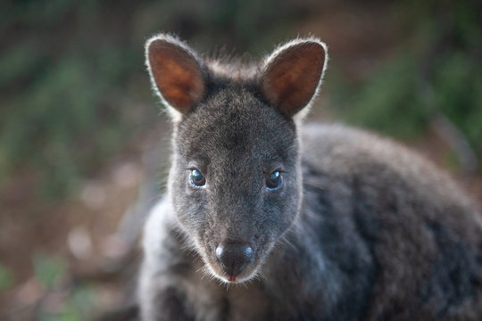 A closeup image of the face of a beautiful and timid pademelon (Thylogale billardierii), a relative of the kangaroo and wallaby.