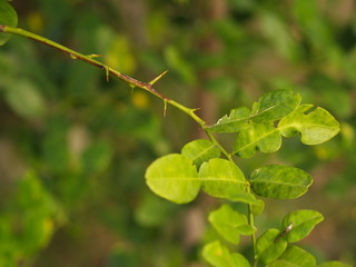 Close up Bergamot , Leaf and Thorn from the tree in my countryside house..Bergamot Leaf , one of the receipe for Thailand Esan Food